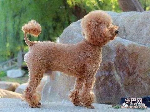 养泰迪的铲屎官，就算在生气也不要用这五个办法惩罚它，不然…-5.jpeg