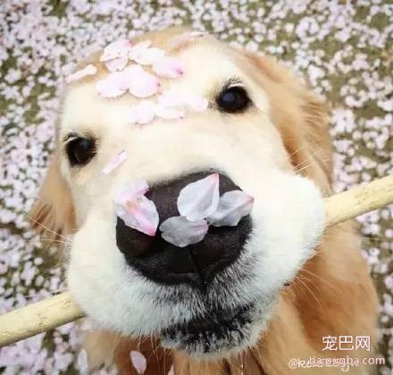 樱花树下大金毛，大狗也来赏花-3.jpeg
