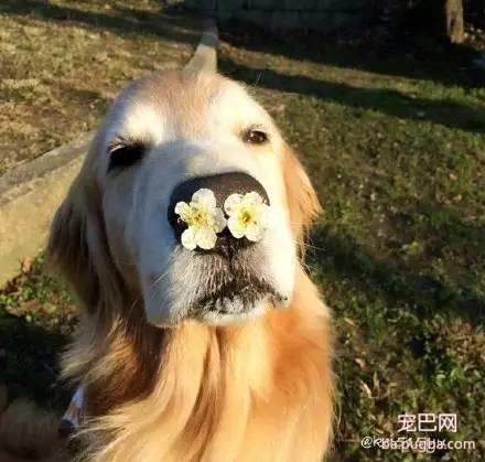 樱花树下大金毛，大狗也来赏花-2.jpeg