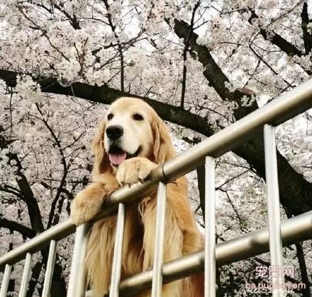 樱花树下大金毛，大狗也来赏花-4.jpeg