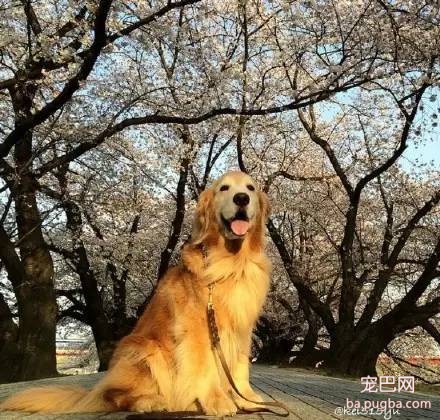 樱花树下大金毛，大狗也来赏花-5.jpeg