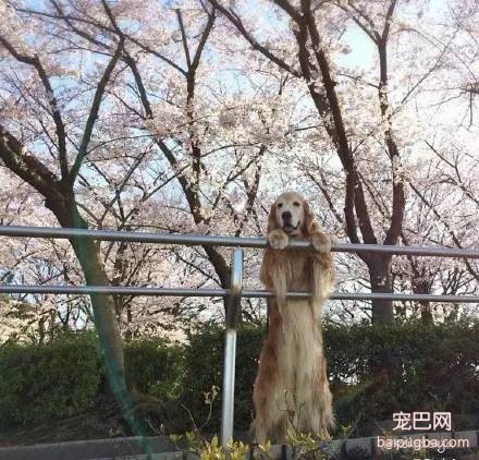 樱花树下大金毛，大狗也来赏花-6.jpeg