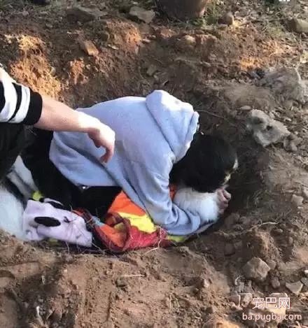 养狗好几年，香肠毒死它却只要几分钟-5.jpeg
