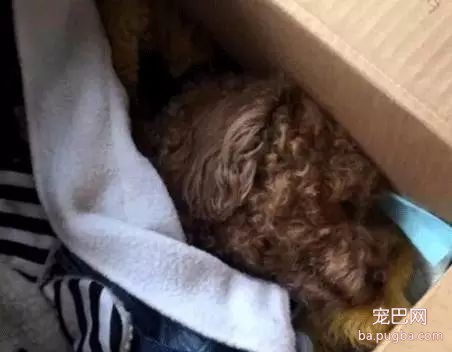 养狗好几年，香肠毒死它却只要几分钟-9.jpeg