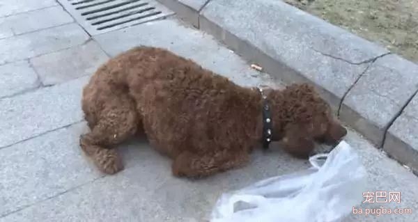 养狗好几年，香肠毒死它却只要几分钟-8.jpeg