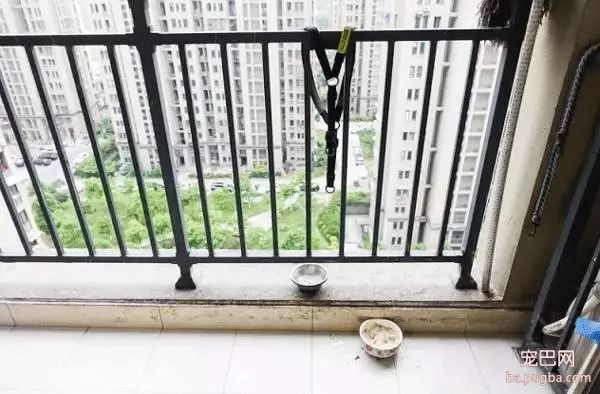 养狗好几年，香肠毒死它却只要几分钟-11.jpeg