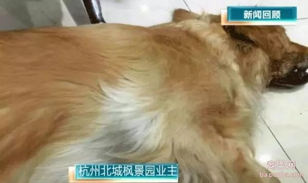 养狗好几年，香肠毒死它却只要几分钟-12.jpeg