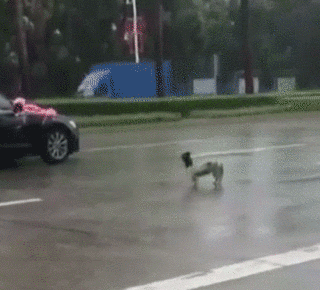 去接新娘的路上，新郎却突然告诉司机：快停车！-2.gif