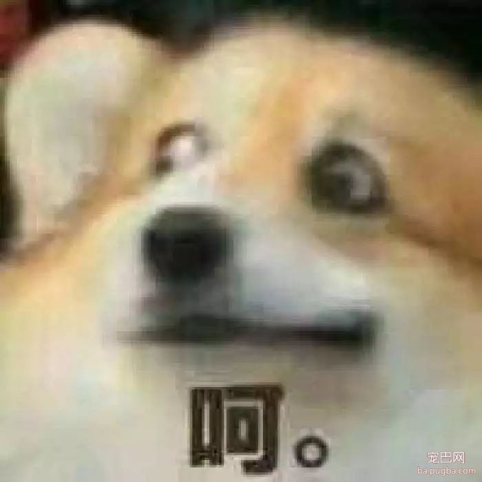 笑哭！这场“小短腿”间的赛跑锦标赛，没想成了翻车现场！-2.jpeg