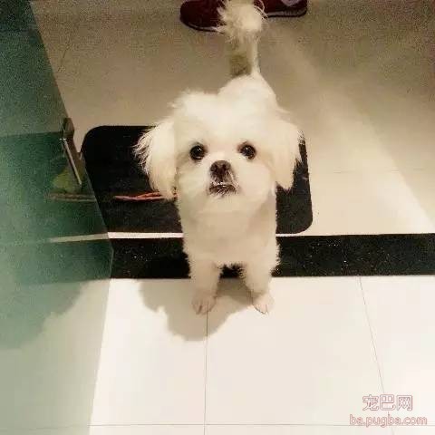 为什么那么多人喜欢狗？20个理由回答你...-24.jpeg