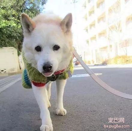 我的狗狗不咬人” 这样就可以不牵牵引绳了嘛？-4.jpeg