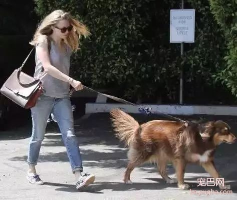 我的狗狗不咬人” 这样就可以不牵牵引绳了嘛？-2.jpeg