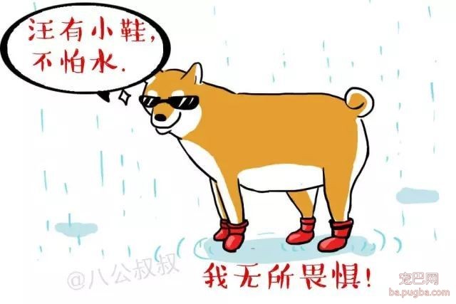 还在给狗狗穿鞋子？小心别害了自家宝宝！-1.jpeg