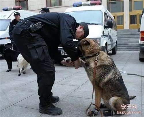 还在给狗狗穿鞋子？小心别害了自家宝宝！-5.jpeg