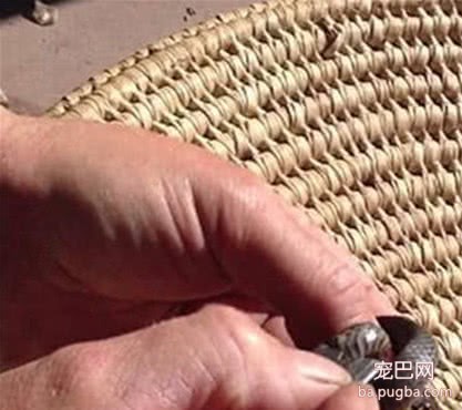 宠物蛇突然咬腹自尽，男子百思不得其解，解剖发现了可怕的一幕-3.jpeg