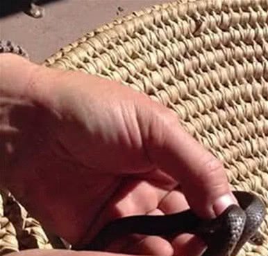宠物蛇突然咬腹自尽，男子百思不得其解，解剖发现了可怕的一幕-1.jpeg