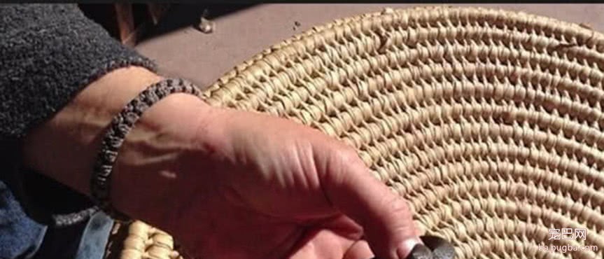 宠物蛇突然咬腹自尽，男子百思不得其解，解剖发现了可怕的一幕-2.jpeg
