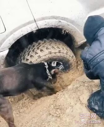 养狗子能干嘛，它能把你陷进去的汽车挖出来，强大的我都惊讶了！-1.jpeg