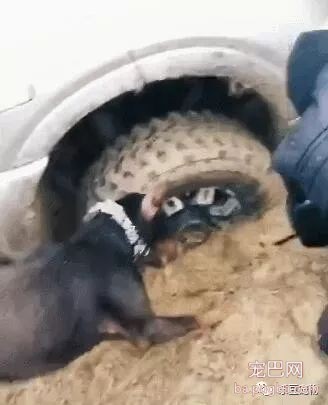 养狗子能干嘛，它能把你陷进去的汽车挖出来，强大的我都惊讶了！-2.jpeg