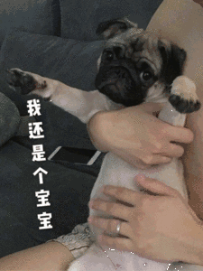 我把狗当孩子养被人说：“醒醒吧！它是畜生不是人！”-3.gif