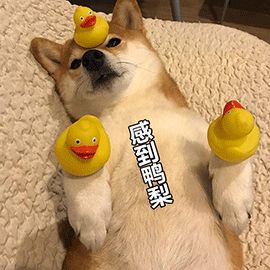 我把狗当孩子养被人说：“醒醒吧！它是畜生不是人！”-2.jpeg