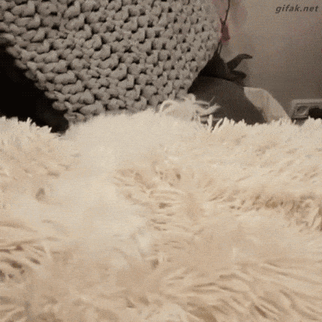 我把狗当孩子养被人说：“醒醒吧！它是畜生不是人！”-4.gif