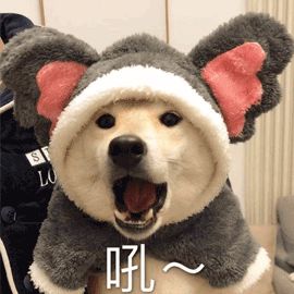 我把狗当孩子养被人说：“醒醒吧！它是畜生不是人！”-5.jpeg