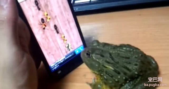 男子养了蟾蜍当宠物，这天放视频虫子去逗它，结果把人给笑坏了-1.jpeg