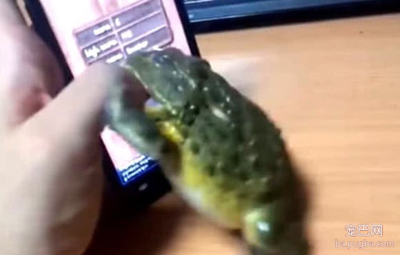 男子养了蟾蜍当宠物，这天放视频虫子去逗它，结果把人给笑坏了-3.jpeg