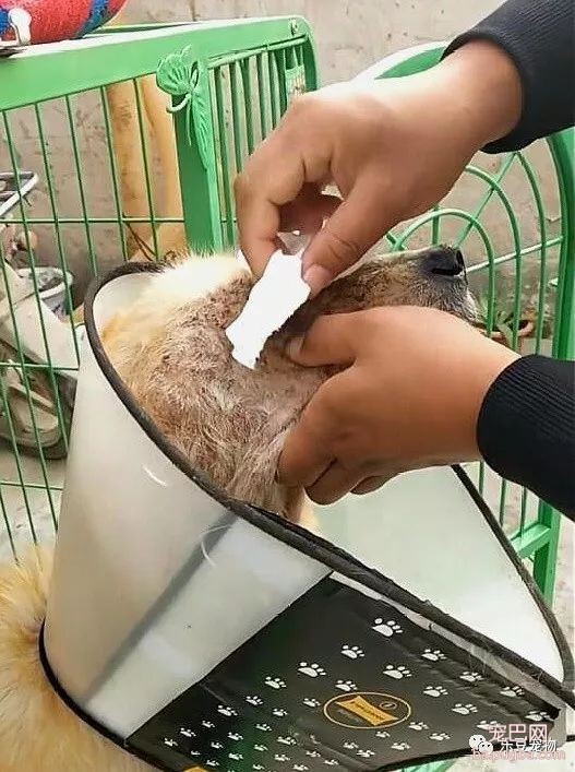 ​工地小哥拿出一年血汗钱，竟是为了救一只垂死的流浪金毛！-2.jpeg