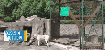 动物园用狗冒充狼？而园区回应：它俩一见钟情...-1.gif