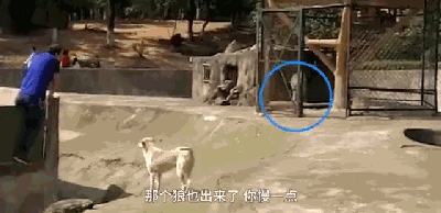动物园用狗冒充狼？而园区回应：它俩一见钟情...-2.gif