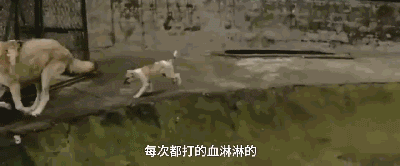 动物园用狗冒充狼？而园区回应：它俩一见钟情...-4.gif