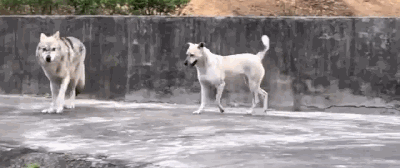 动物园用狗冒充狼？而园区回应：它俩一见钟情...-7.gif