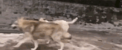 动物园用狗冒充狼？而园区回应：它俩一见钟情...-9.gif
