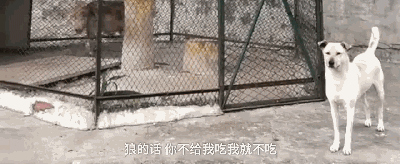 动物园用狗冒充狼？而园区回应：它俩一见钟情...-8.gif