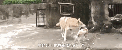 动物园用狗冒充狼？而园区回应：它俩一见钟情...-10.gif