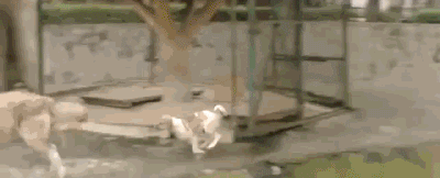动物园用狗冒充狼？而园区回应：它俩一见钟情...-11.gif