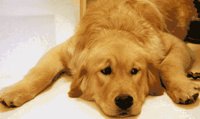 被评为世界上最丑的“狗”，竟然都比你会打扮！-4.gif