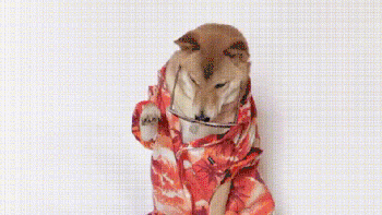 被评为世界上最丑的“狗”，竟然都比你会打扮！-23.gif