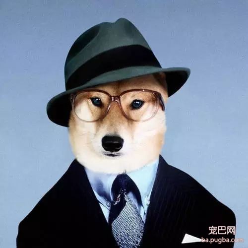 被评为世界上最丑的“狗”，竟然都比你会打扮！-26.jpeg
