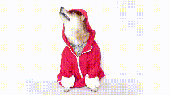 被评为世界上最丑的“狗”，竟然都比你会打扮！-25.gif