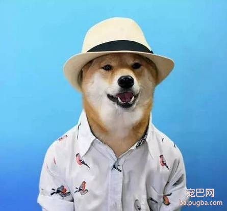 被评为世界上最丑的“狗”，竟然都比你会打扮！-34.jpeg
