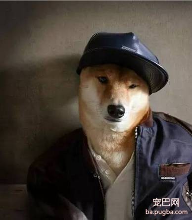被评为世界上最丑的“狗”，竟然都比你会打扮！-32.jpeg