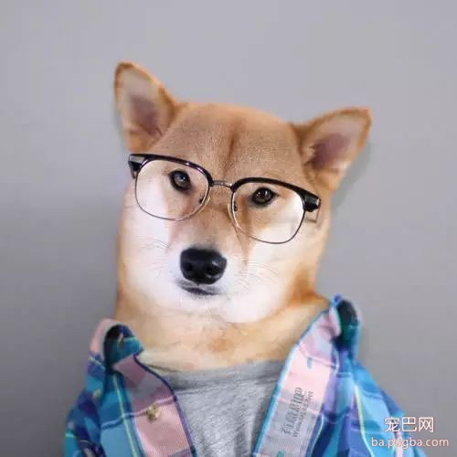 被评为世界上最丑的“狗”，竟然都比你会打扮！-33.jpeg