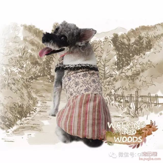 被评为世界上最丑的“狗”，竟然都比你会打扮！-63.jpeg