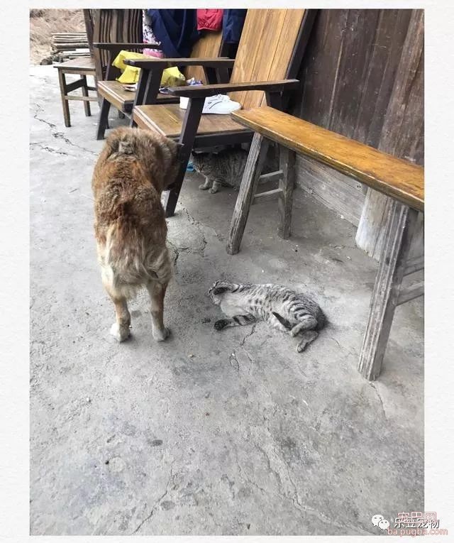 我家大黄狗十六岁了，每次面对它，总想掉泪……-3.jpeg