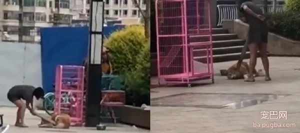 秋田发情离家遭主人木板暴打：我教育我家的狗是没有问题的！-3.jpeg