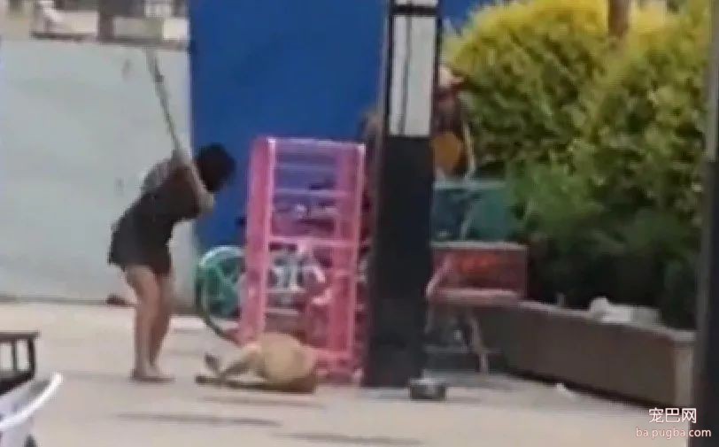 秋田发情离家遭主人木板暴打：我教育我家的狗是没有问题的！-1.jpeg
