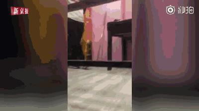 秋田发情离家遭主人木板暴打：我教育我家的狗是没有问题的！-5.gif